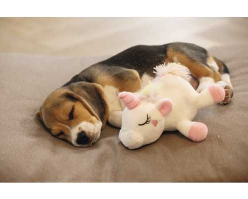 Chiot Beagle dormant avec peluche licorne sur un lit pour chien