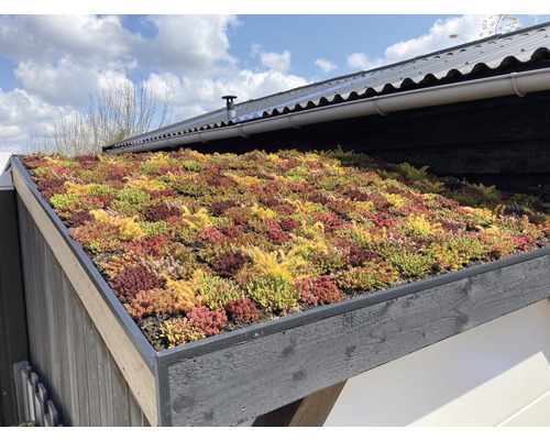 Vue d''un toit végétalisé avec des plantes de sédum sur un bâtiment