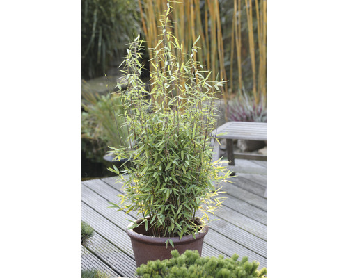 Plante de bambou dans un pot sur une terrasse en bois