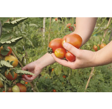 Une personne récolte des tomates sur un plant de tomates.