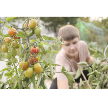 Plant de tomates dans le jardin avec des fruits mûrs et non mûrs