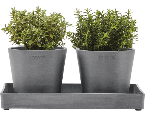 Deux pots d''herbes aromatiques avec des herbes sur un plateau