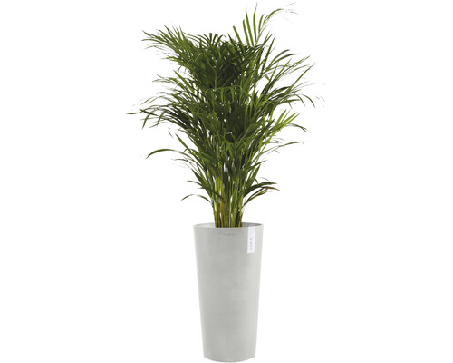 Zimmerpflanze Areca Palme im Pflanzgefäß
