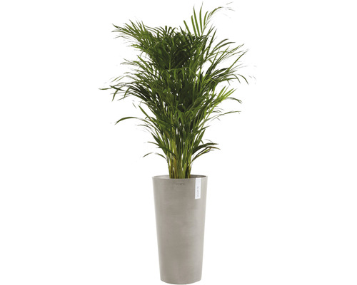 Palmier d''arec dans un bac à plantes