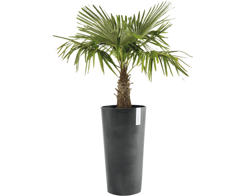 Palmier chanvre en pot pour l''intérieur