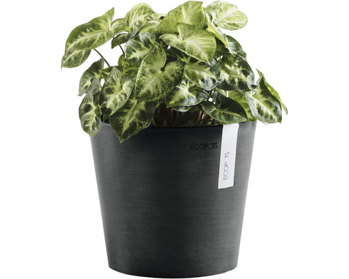 Pointe-de-flèche en pot