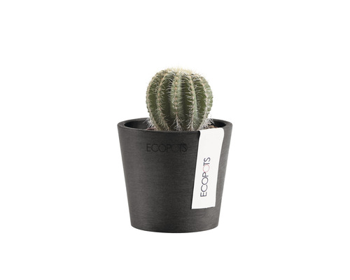 Cactus dans un pot noir