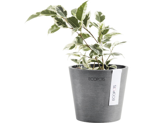 Gummibaum in einem Ecopot Pflanztopf