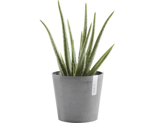 Aloe Vera Pflanze in einem Topf