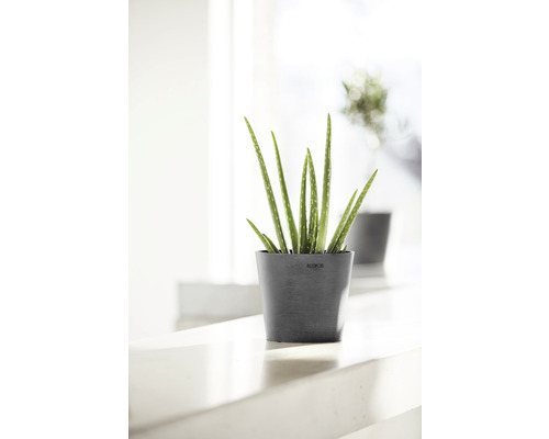 Aloe Vera Pflanze im Topf für Innenräume