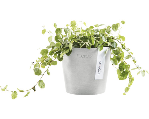 Ecopots Pflanze im Pflanzgefäß