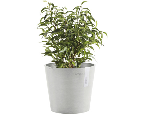 Benjamin Pflanze im Topf