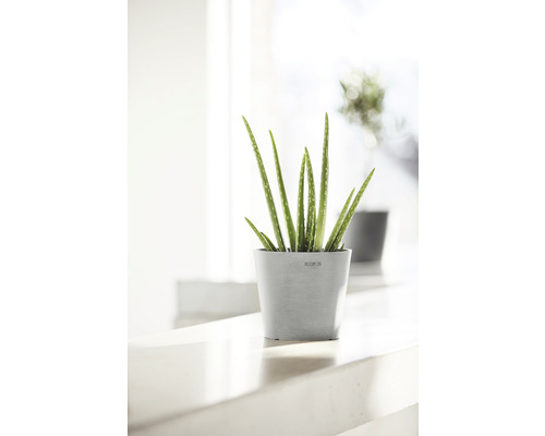 Aloe Vera Pflanze in einem Topf