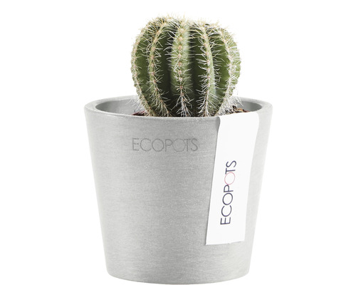 Cactus dans un pot de Ecopots