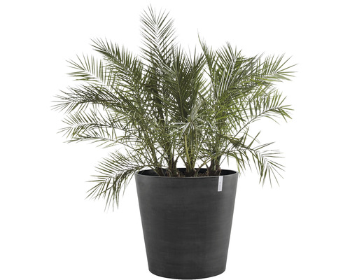 Dattelpalme in einem Topf