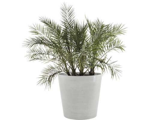 Dattelpalme in einem Pflanzgefäß