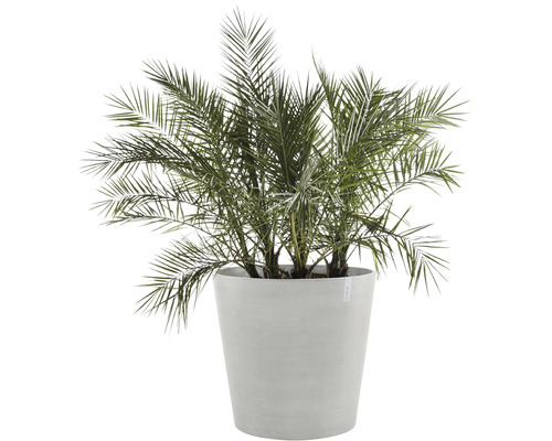 Dattelpalme im Pflanzgefäß