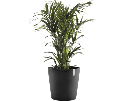 Plante d''intérieur Palmier Areca en pot