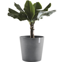 Bananier en pot