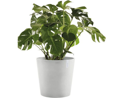 Monstera Zimmerpflanze im Topf