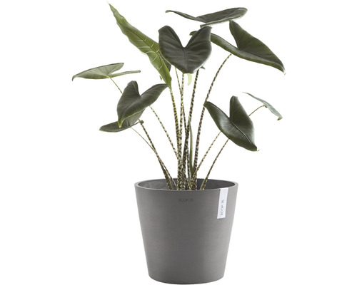 Plante d''intérieur Alocasia zebrina en pot