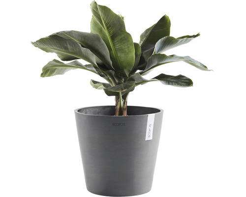 Banane plante d''intérieur en pot