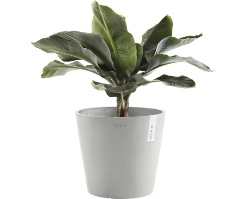 Banane im Topf für den Innenbereich