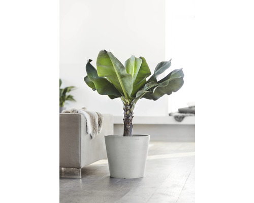 Bananenpflanze im Topf in einem hellen Raum