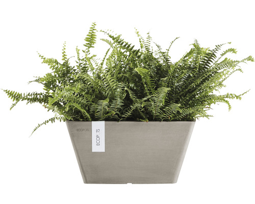 Grüner Farn im grauen, eckigen Pflanzgefäß