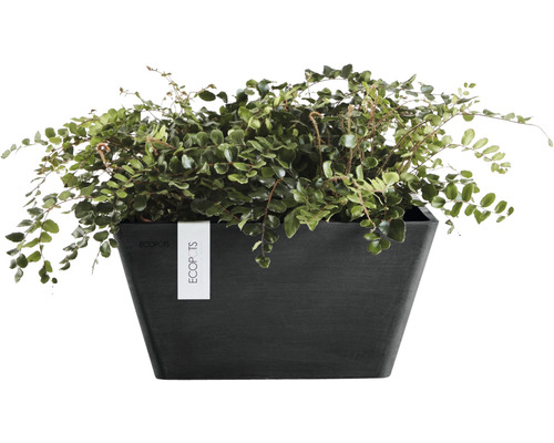 Topfpflanze mit grünen Blättern in schwarzem Pflanzgefäß