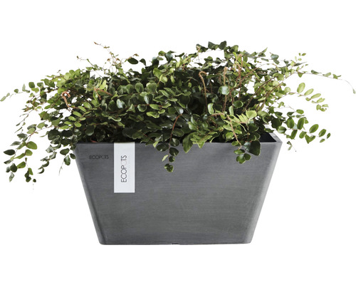 Ecopots quadratischer Pflanztopf mit Pflanze