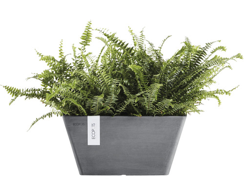 Touffe de néphrolépis en pot
