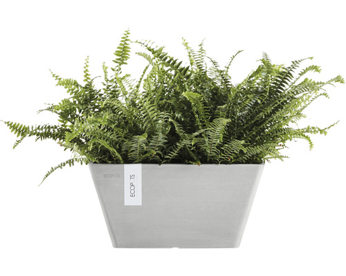 Fougère verte dans un pot de fleurs rectangulaire