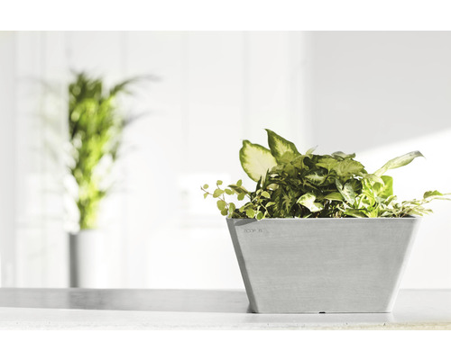 Pot de fleurs carré avec plantes vertes sur une surface claire