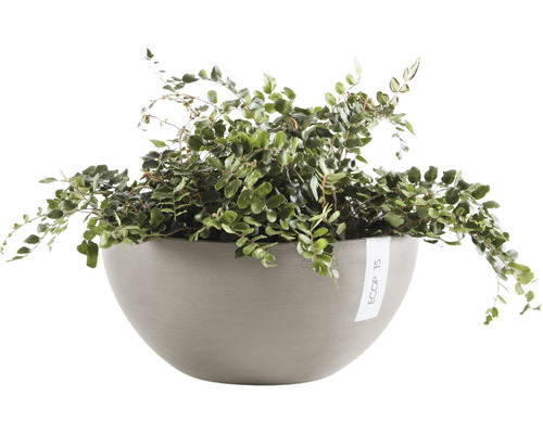 Renouée rampante dans un pot de fleurs