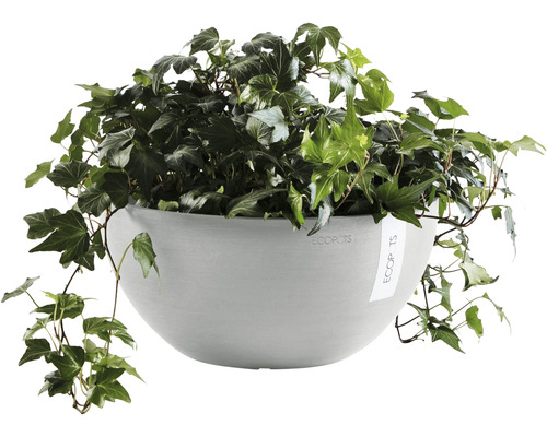 Suspension Ecopots avec lierre