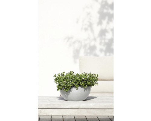 Pot avec plantes fleuries sur une table de jardin