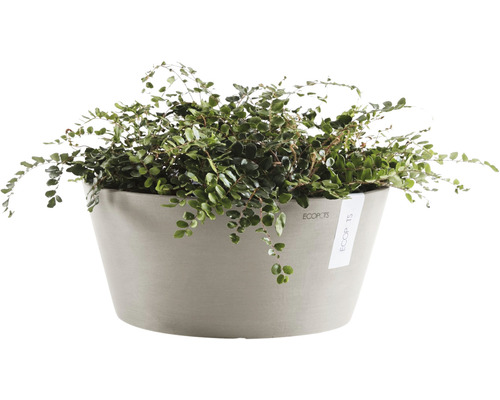 Plante d''intérieur en pot