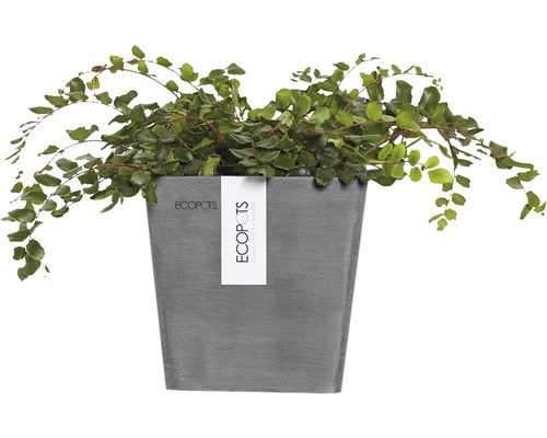 Zimmerpflanze in einem grauen Pflanzgefäß der Marke Ecopots