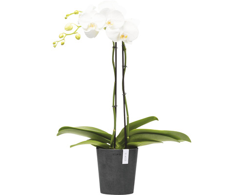 Weisse Orchidee im Topf