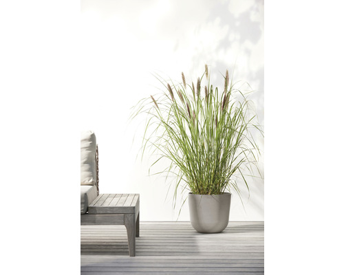 Szene mit Ziergras im Topf neben einer Gartenbank auf einer Terrasse.