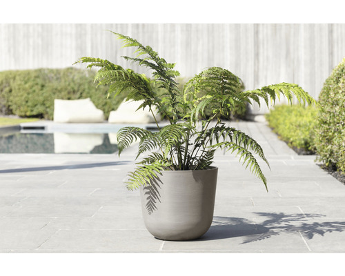Fougère dans un pot dans le jardin