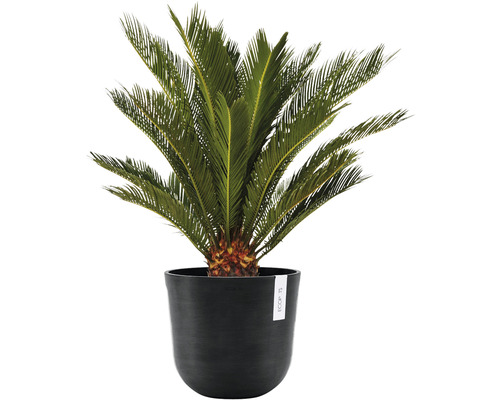 Plante ornementale Sagopalmfarn dans un pot