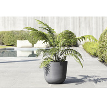 Plante en pot avec fougère pour l''extérieur