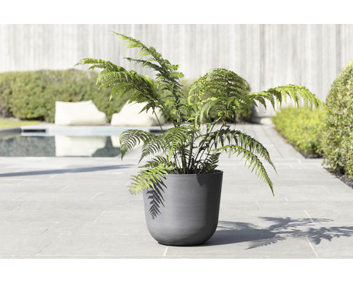 Plante en pot avec fougère pour l''extérieur