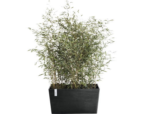 Bambus im Pflanzgefäß