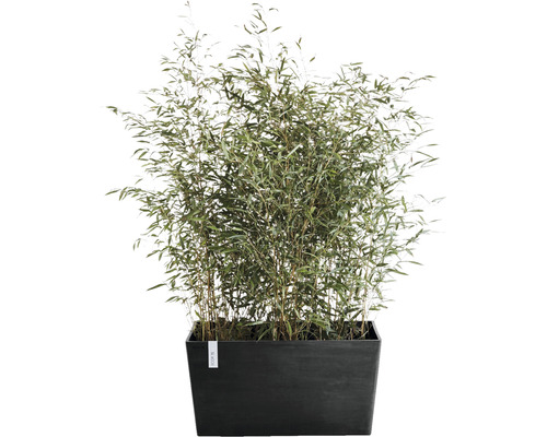 Bambou dans un bac à fleurs rectangulaire
