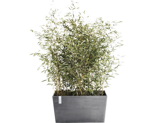 Bambou en pot rectangulaire