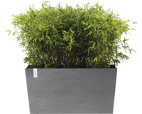 Bambuspflanze in einem rechteckigen Pflanzgefäß