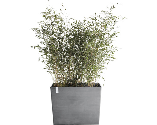 Bambou dans jardinière